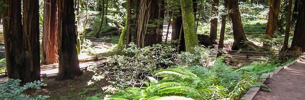 A picture of a trail in the woods.